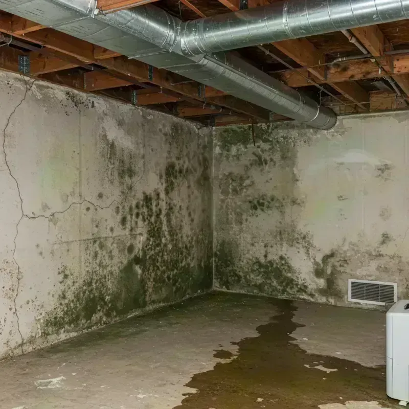 Professional Mold Removal in Murfreesboro, AR